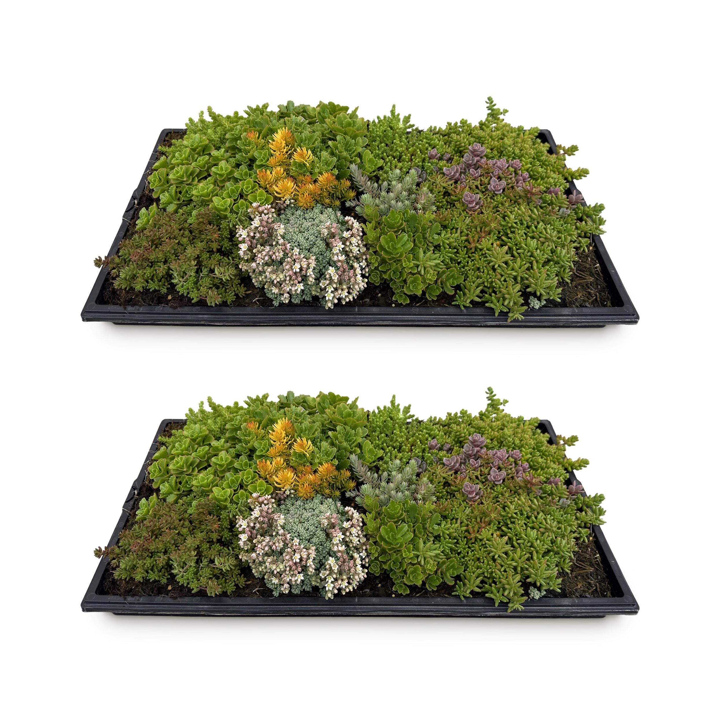 Bodembedekker - Winterhard - Sedum mat - Bestaat uit 10 soorten - X2 - Weinig Onderhoud - Lengte 50 Breedte 30 (8720872546124)
