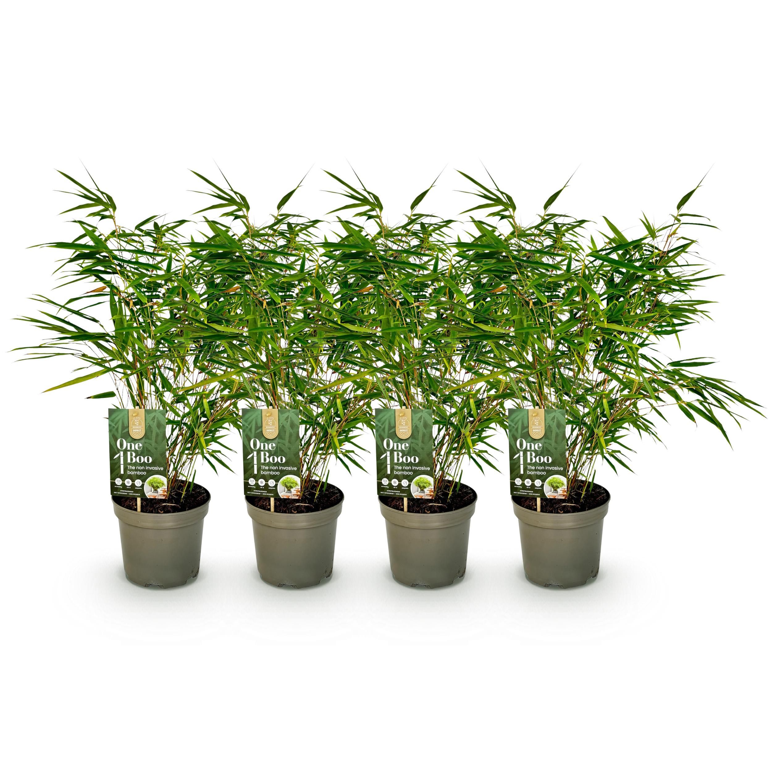 Bamboe - Fargesia rufa - Groen - 4 Planten - Bladhoudend - Niet Woekerend- Pot 17cm Hoogte 60cm (8720872546032)