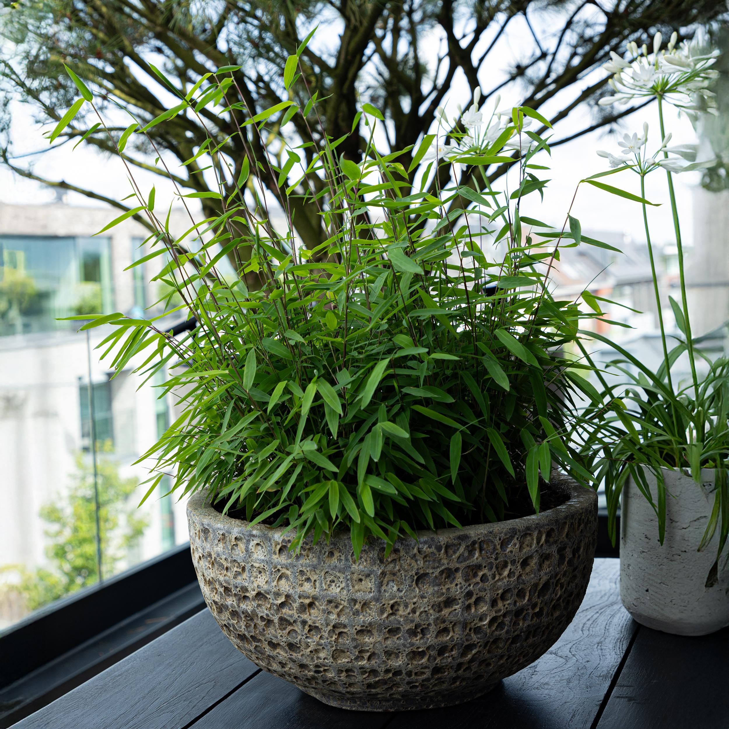 Bamboe - Fargesia rufa - Groen - 4 Planten - Bladhoudend - Niet Woekerend- Pot 17cm Hoogte 60cm (8720872546032)