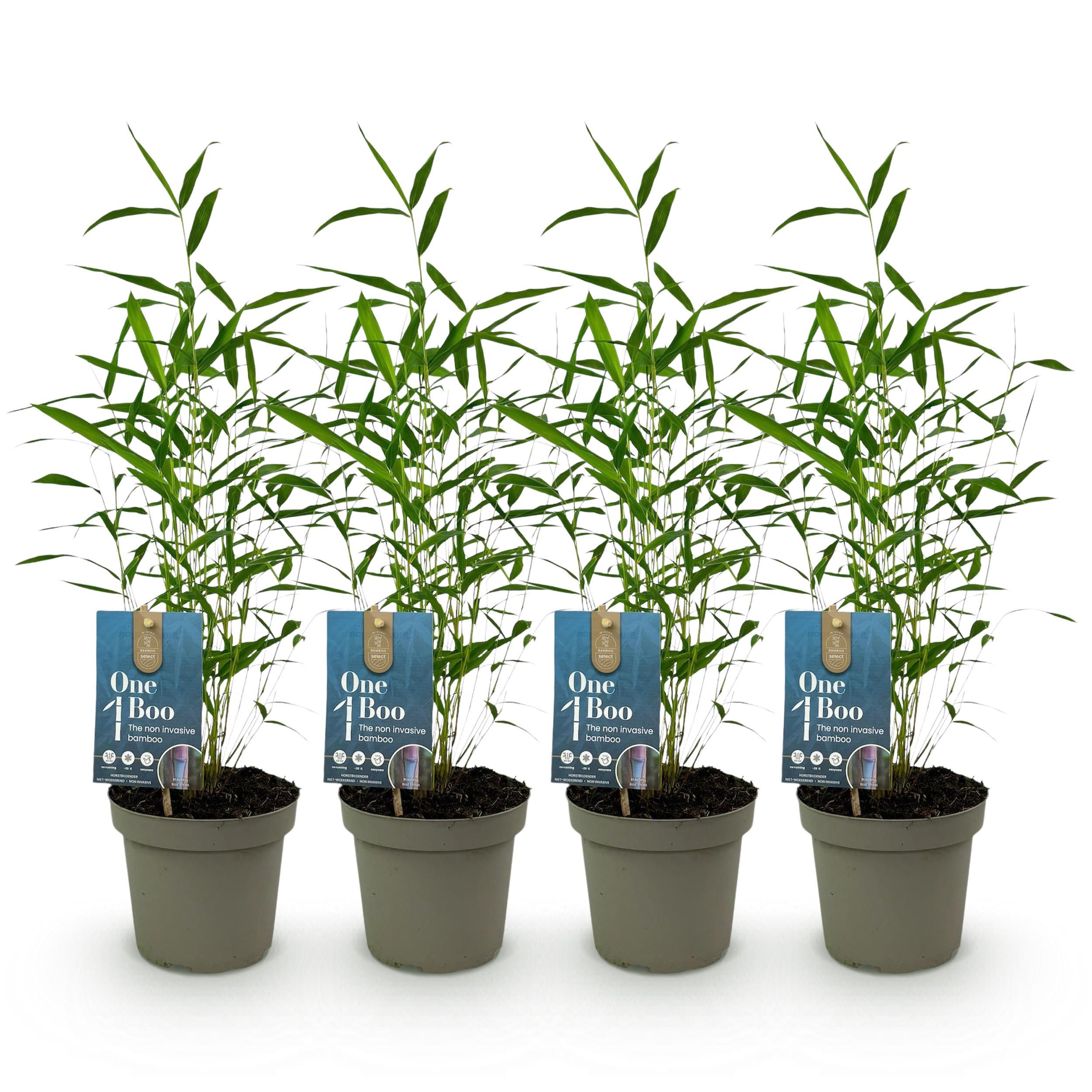 Bamboe - Fargesia Blue Dragon - Groen - 4 Planten - Bladhoudend - Niet Woekerend- Pot 14cm Hoogte 35cm (8720872546018)