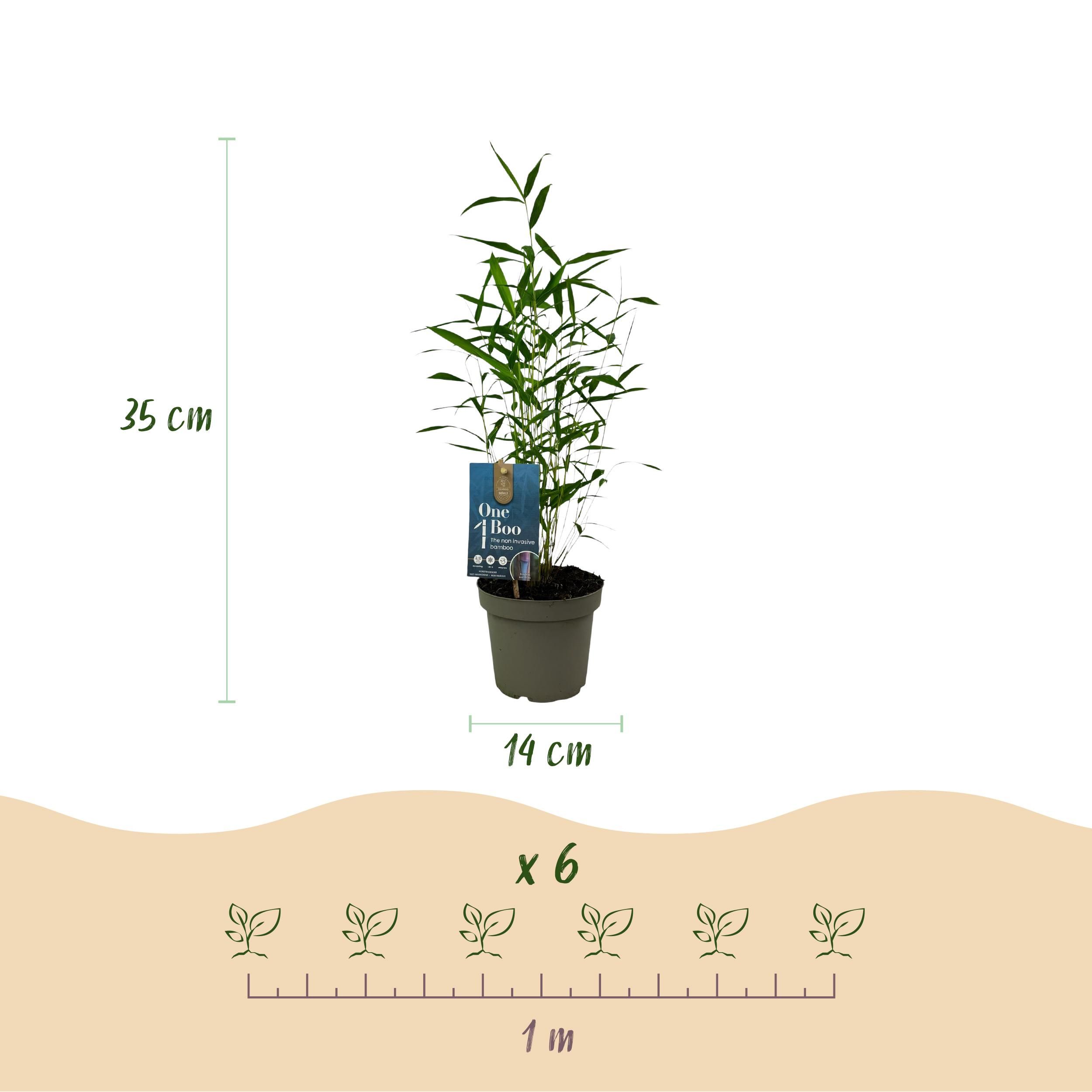 Bamboe - Fargesia Blue Dragon - Groen - 4 Planten - Bladhoudend - Niet Woekerend- Pot 14cm Hoogte 35cm (8720872546018)