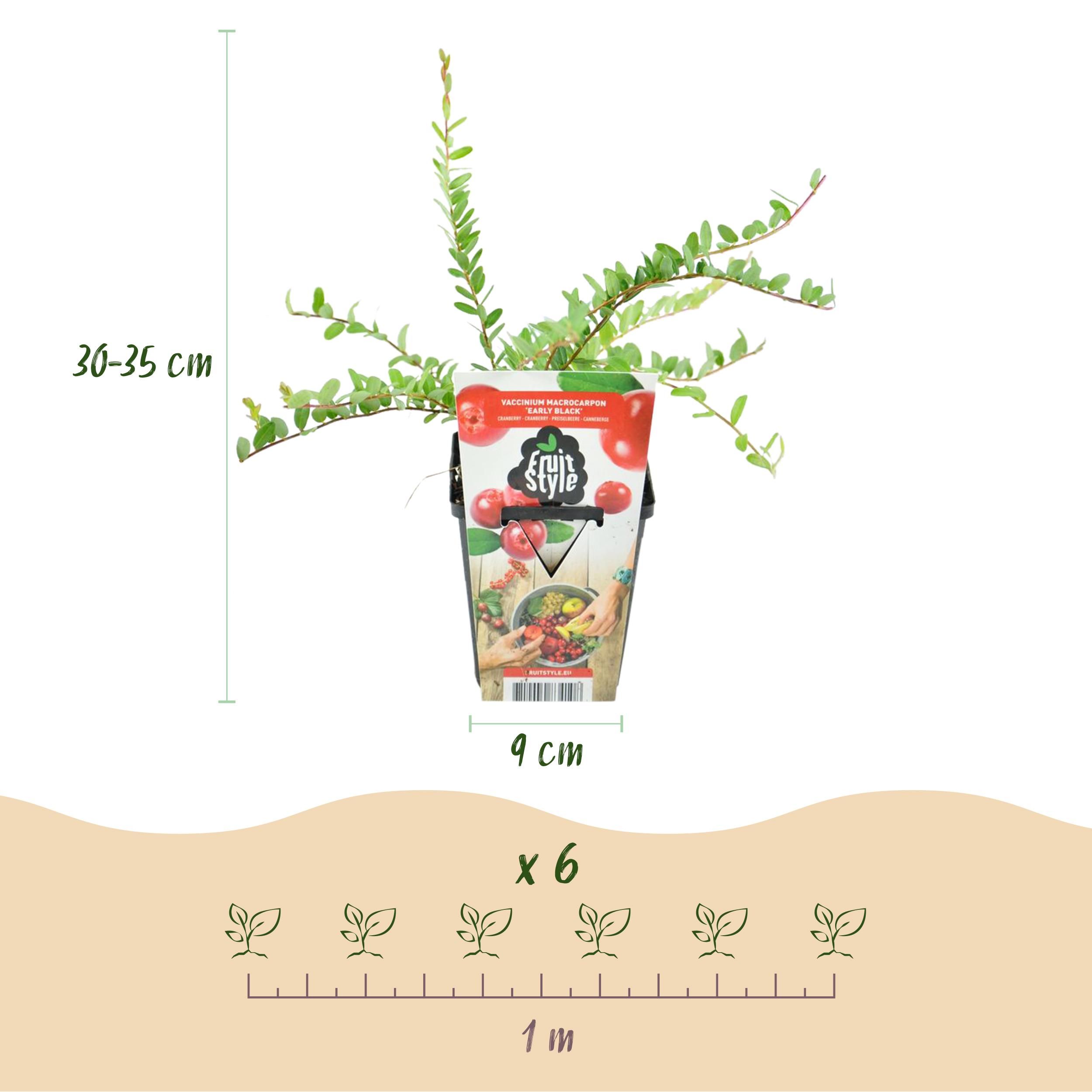 Fruitplanten - Blauwe Bes - Vaccinium macrophylla Early Black - Winterhard - 3 Planten - Pot 9 cm - Donker Rode Bes (8720872547176)