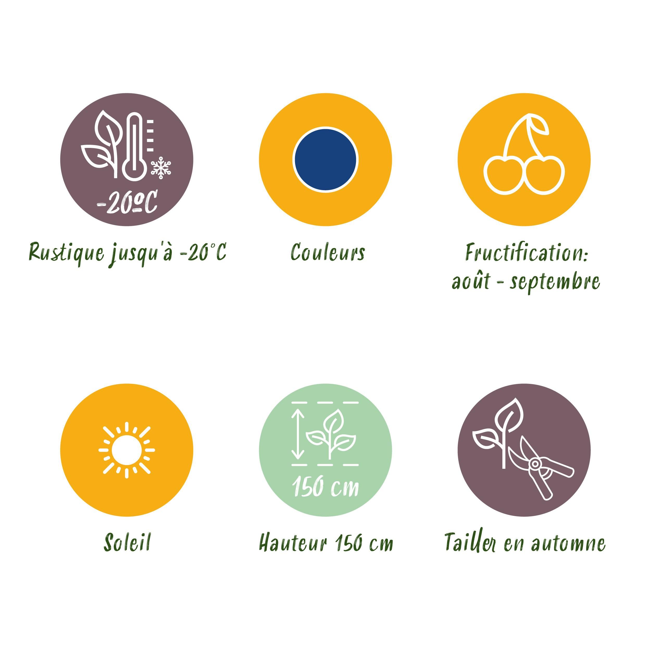 Fruitplanten - Blauwe Bes - Vaccinium macrophylla Early Black - Winterhard - 3 Planten - Pot 9 cm - Donker Rode Bes (8720872547176)