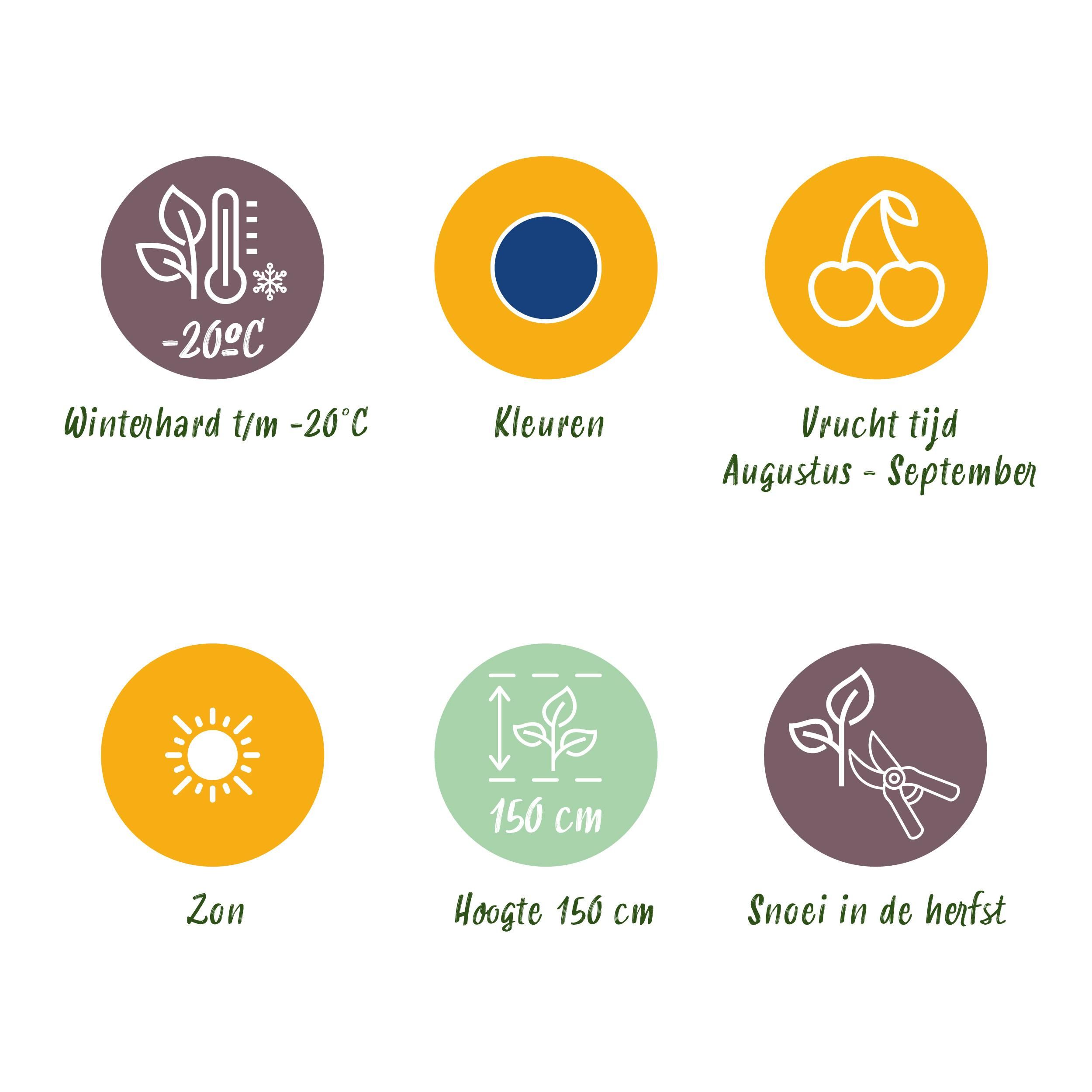 Fruitplanten - Blauwe Bes - Vaccinium macrophylla Early Black - Winterhard - 3 Planten - Pot 9 cm - Donker Rode Bes (8720872547176)