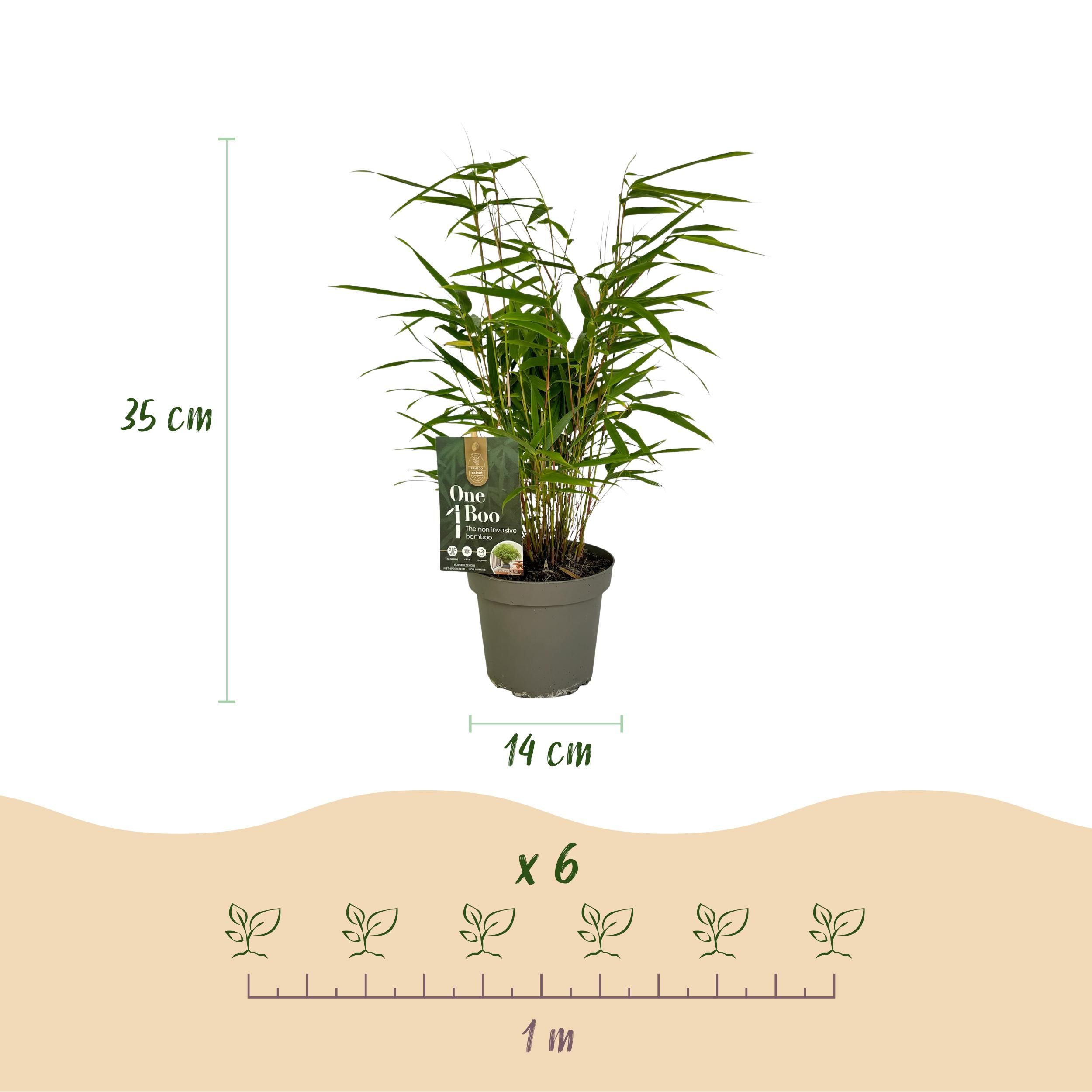 Bamboe - Fargesia rufa - Groen - 2 Planten - Bladhoudend - Niet Woekerend- Pot 14cm Hoogte 35cm (8720872544656)
