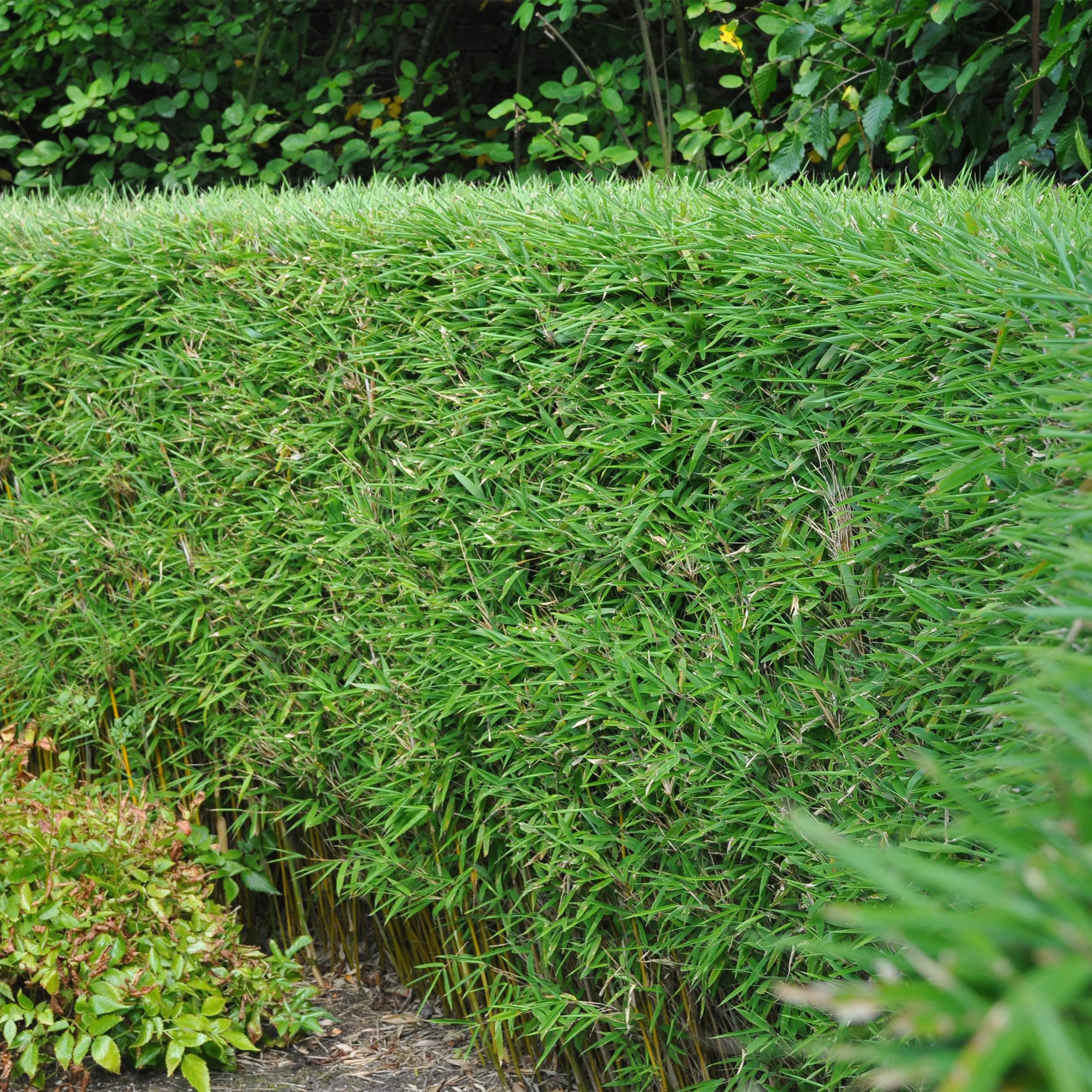 Bamboe - Fargesia rufa - Groen - 2 Planten - Bladhoudend - Niet Woekerend- Pot 14cm Hoogte 35cm (8720872544656)