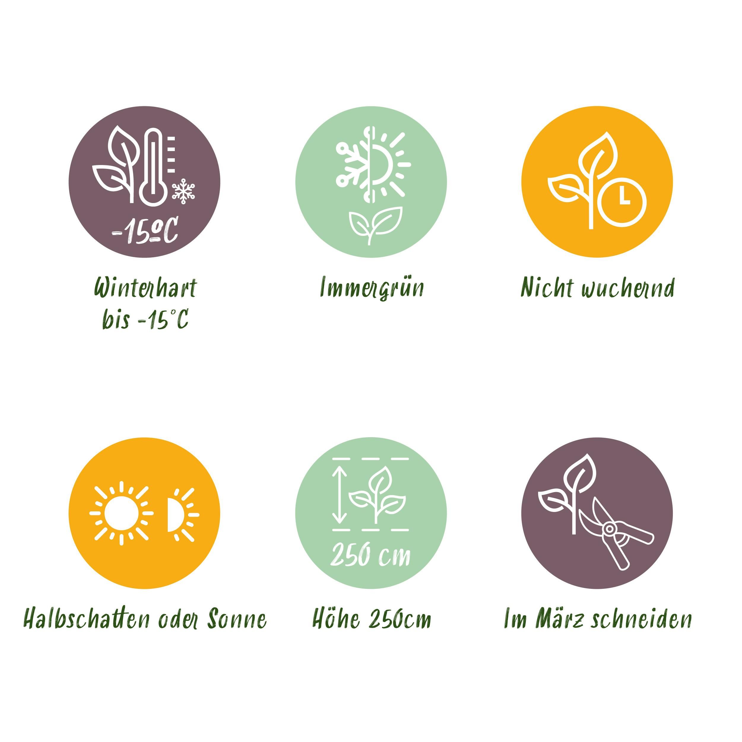 Bamboe - Fargesia rufa - Groen - 2 Planten - Bladhoudend - Niet Woekerend- Pot 14cm Hoogte 35cm (8720872544656)