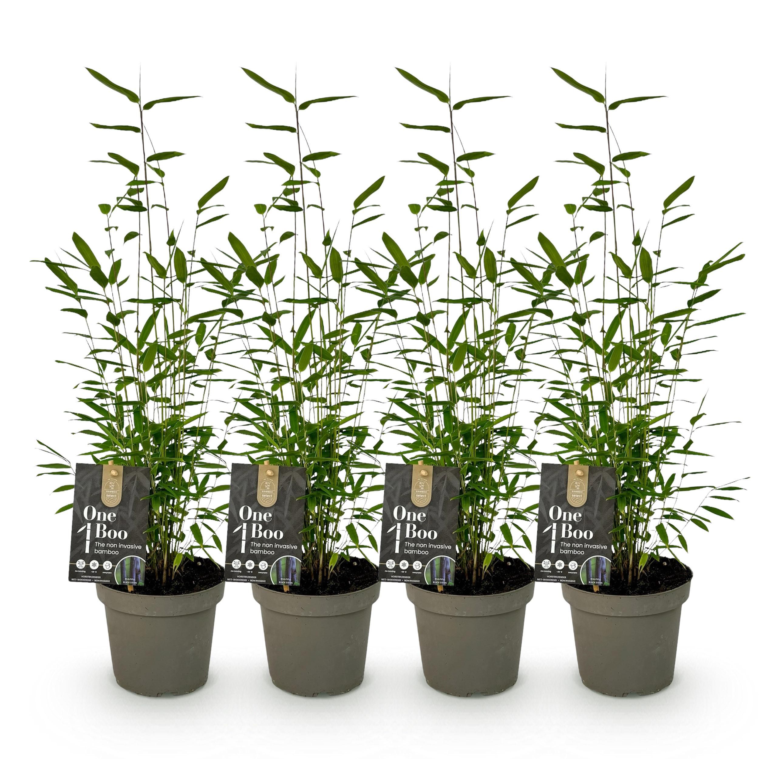 Bamboe - Fargesia Black Dragon - Groen - 4 Planten - Bladhoudend - Niet Woekerend- Pot 14cm Hoogte 35cm (8720872544670)