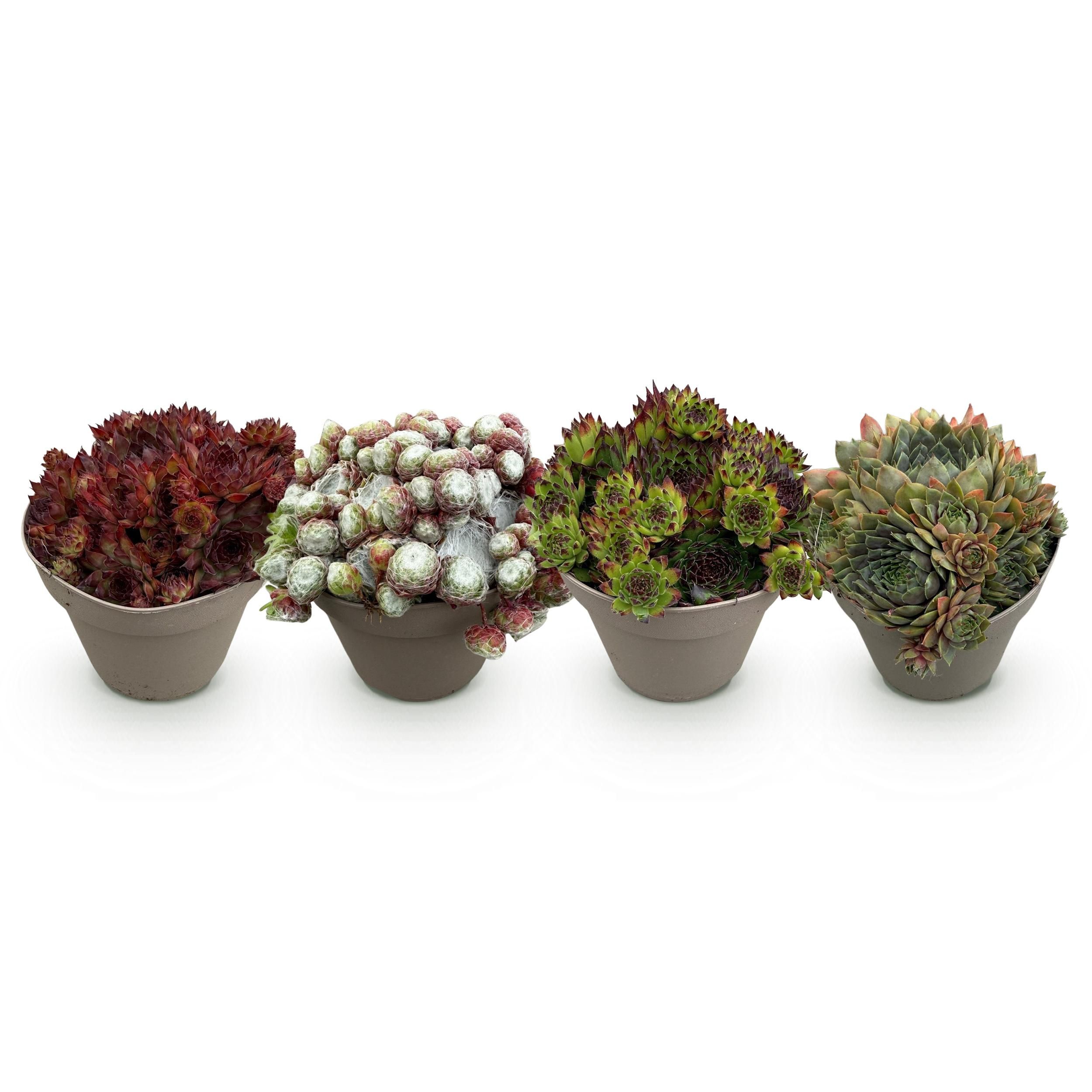 Bodembedekker - Winterhard -Sempervivum Big Sam - 4 Planten - Diversen kleuren - Weinig Onderhoud - Pot 14 Hoogte 17 (8720872546056)