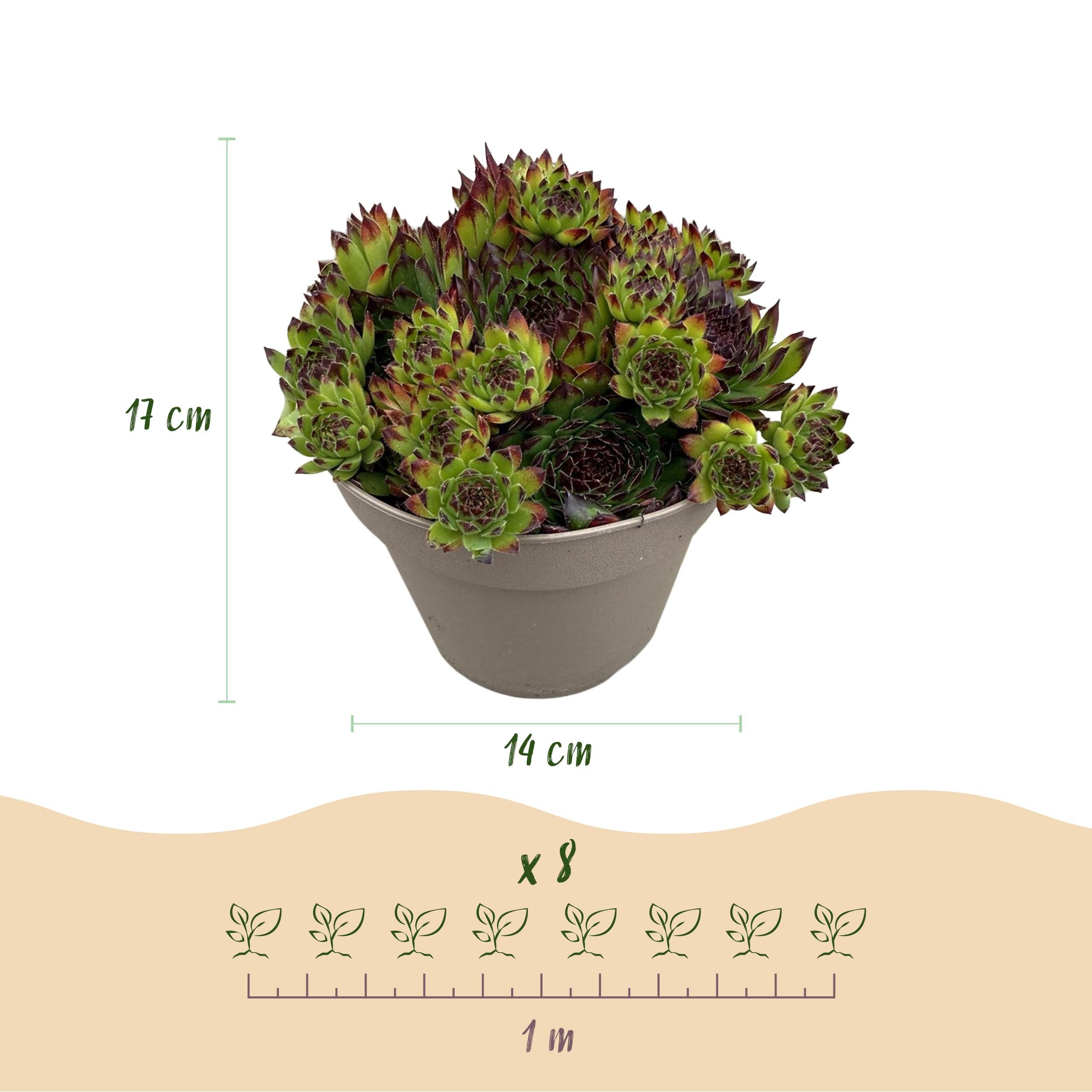 Bodembedekker - Winterhard -Sempervivum Big Sam - 4 Planten - Diversen kleuren - Weinig Onderhoud - Pot 14 Hoogte 17 (8720872546056)
