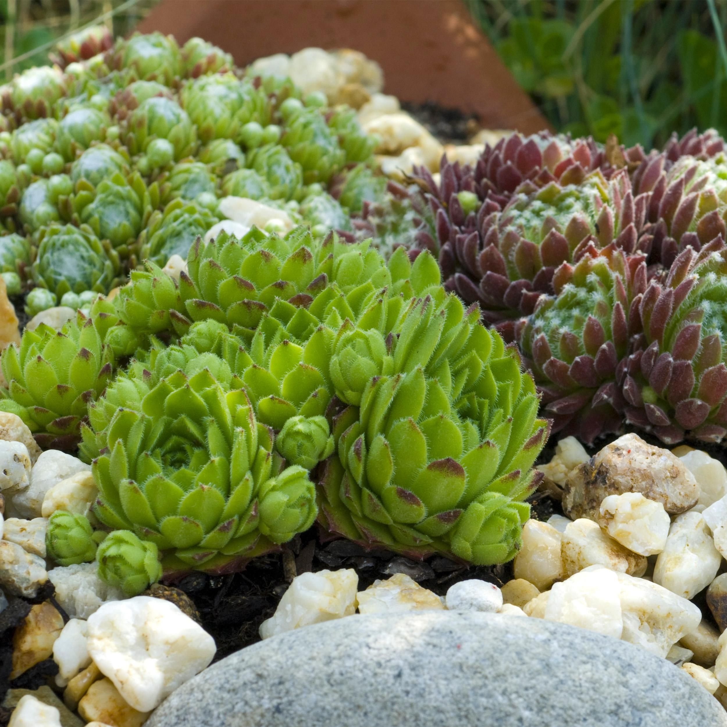 Bodembedekker - Winterhard -Sempervivum Big Sam - 4 Planten - Diversen kleuren - Weinig Onderhoud - Pot 14 Hoogte 17 (8720872546056)