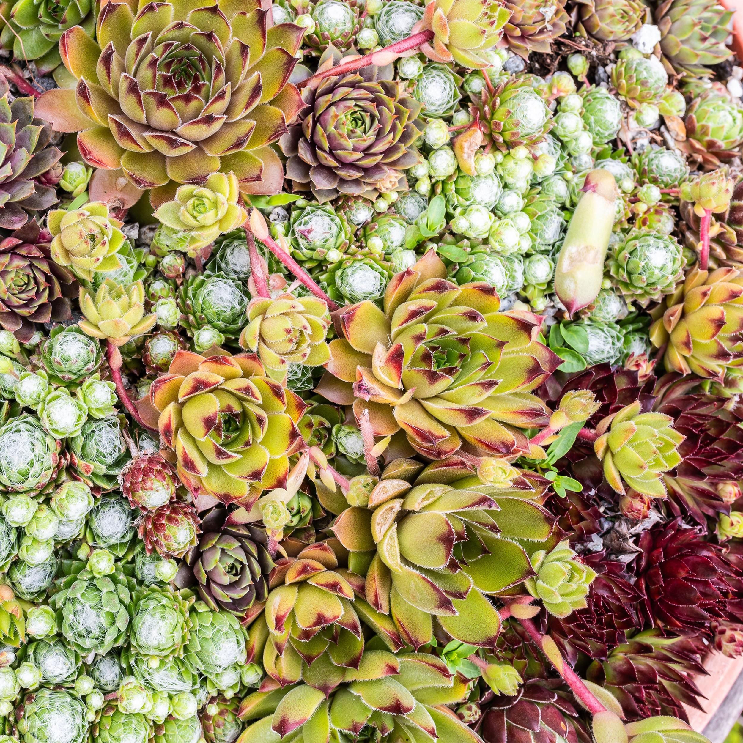 Bodembedekker - Winterhard -Sempervivum Big Sam - 4 Planten - Diversen kleuren - Weinig Onderhoud - Pot 14 Hoogte 17 (8720872546056)