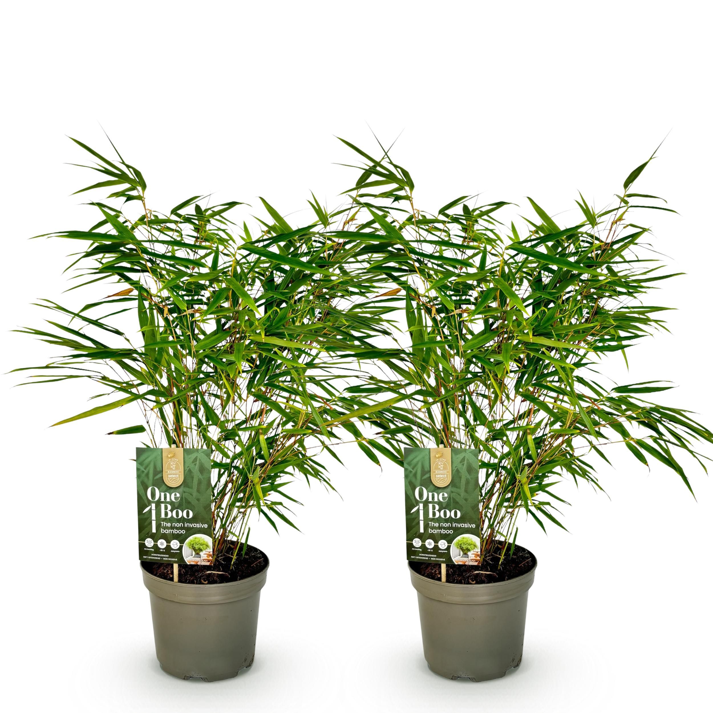 Bamboe - Fargesia rufa - Groen - 2 Planten - Bladhoudend - Niet Woekerend- Pot 17cm Hoogte 60cm (8720872544663)