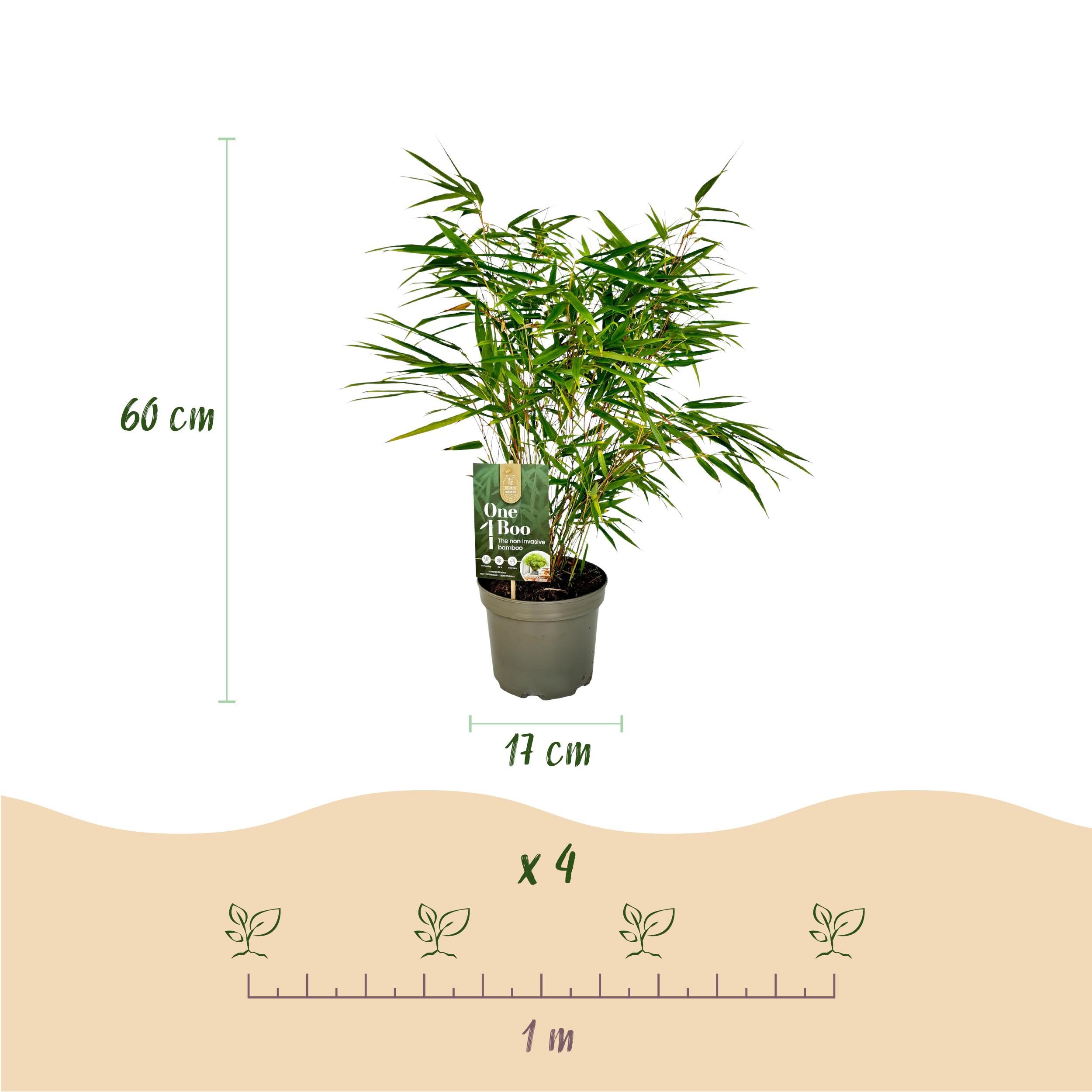 Bamboe - Fargesia rufa - Groen - 2 Planten - Bladhoudend - Niet Woekerend- Pot 17cm Hoogte 60cm (8720872544663)