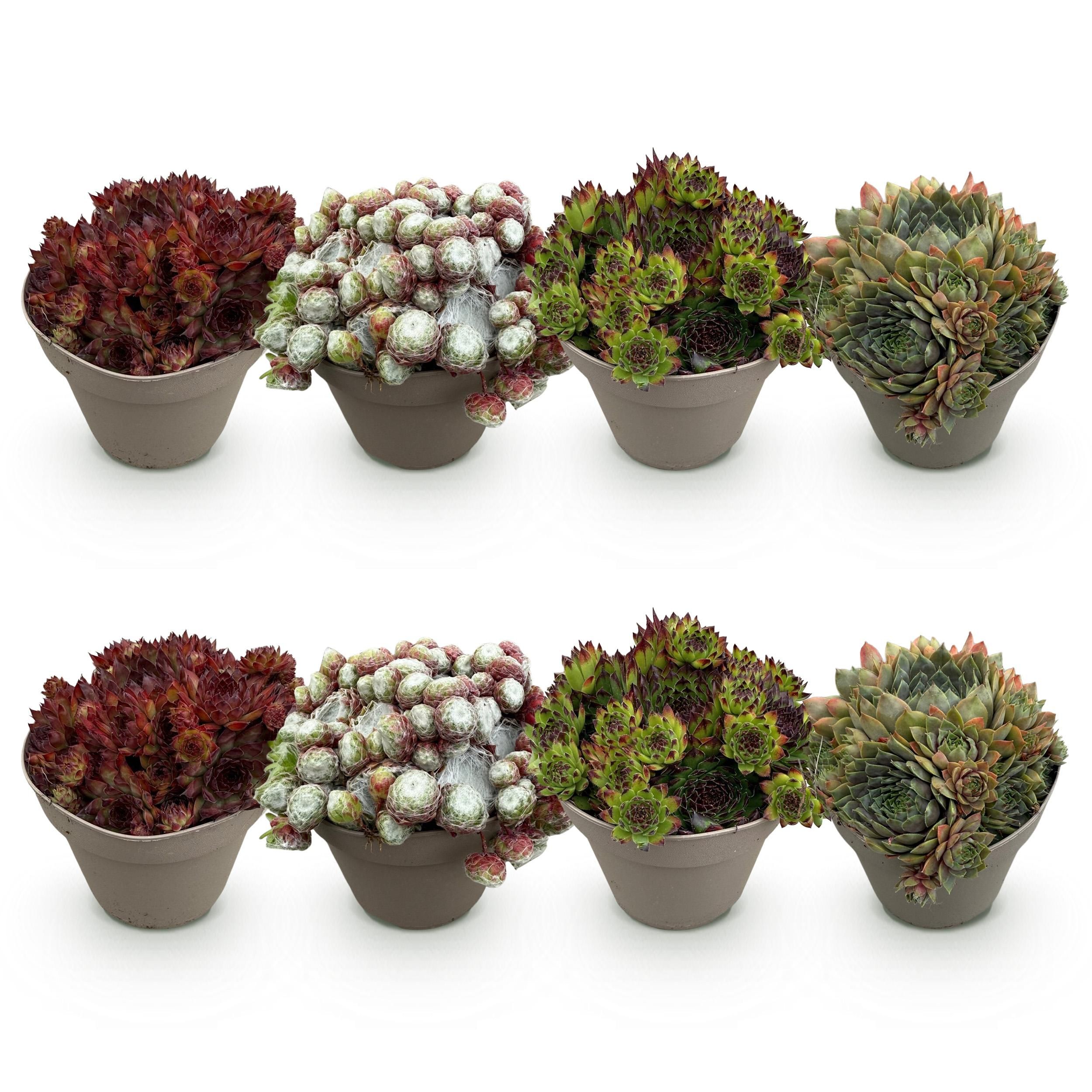 Bodembedekker - Winterhard -Sempervivum Big Sam - 8 Planten - Diversen kleuren - Weinig Onderhoud - Pot 14 Hoogte 17 (50727)