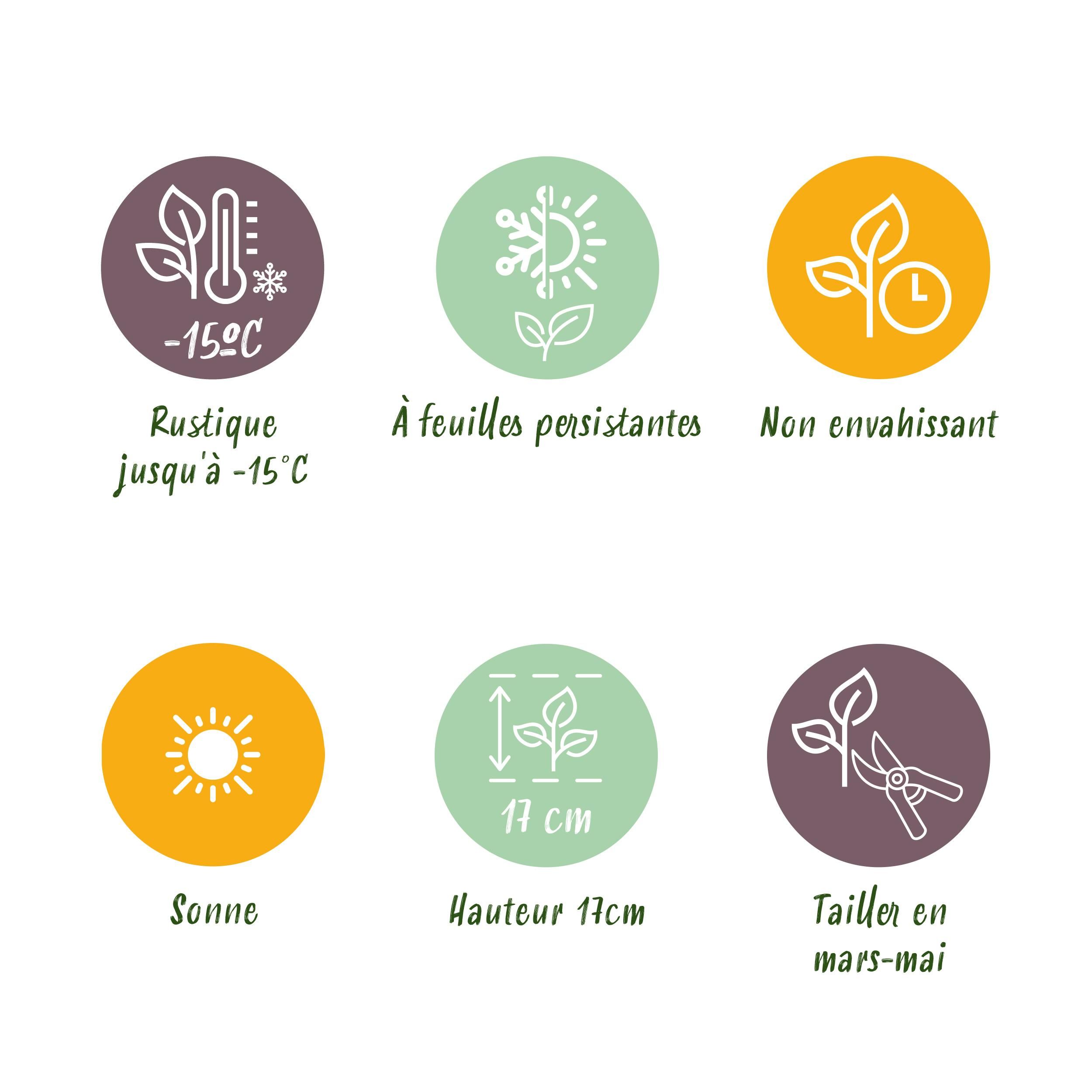 Bodembedekker - Winterhard -Sempervivum Big Sam - 8 Planten - Diversen kleuren - Weinig Onderhoud - Pot 14 Hoogte 17 (50727)