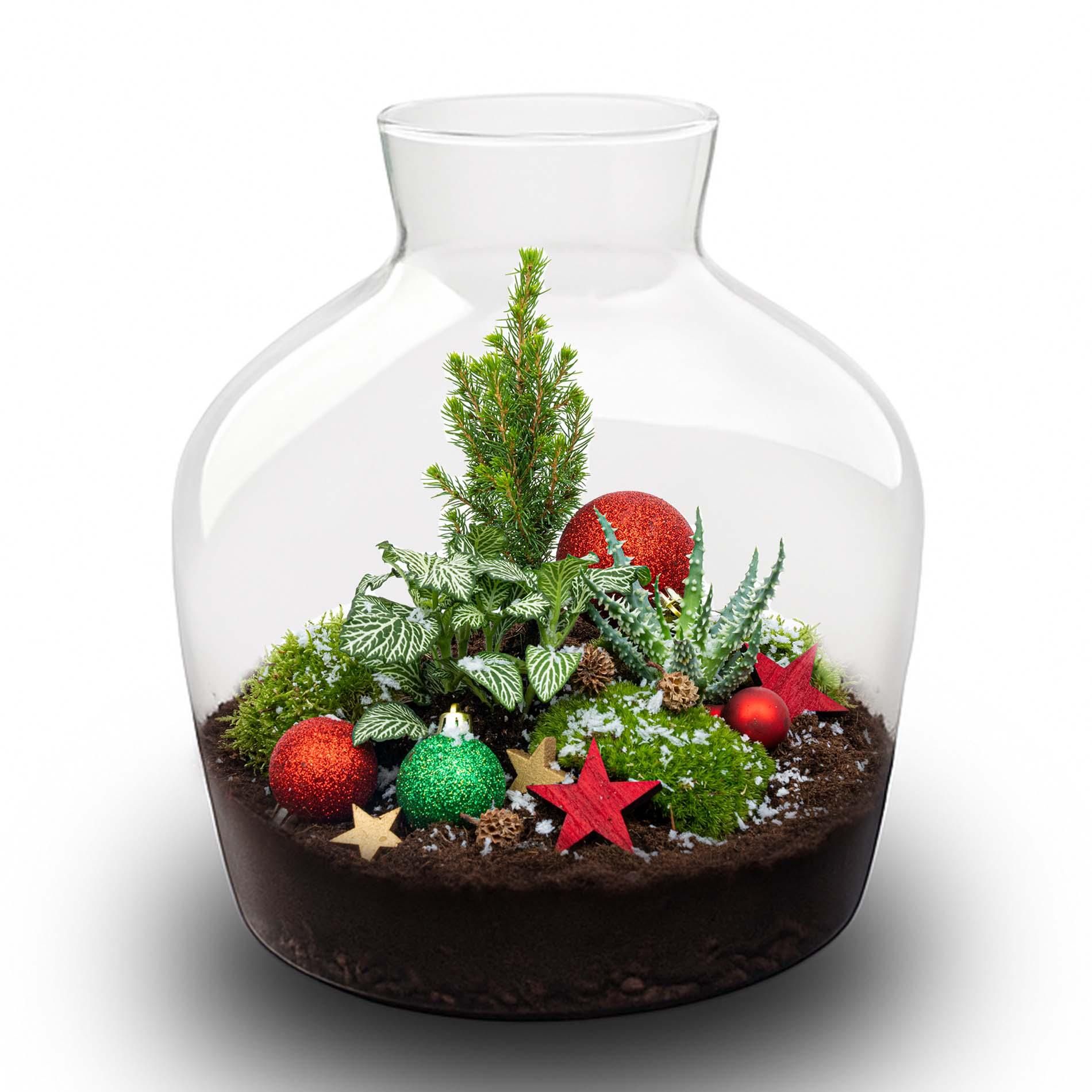 Holly Christmas terrarium - Bottle garden DIY kit - Ø 29 cm ↑ 30 (8720872025209)