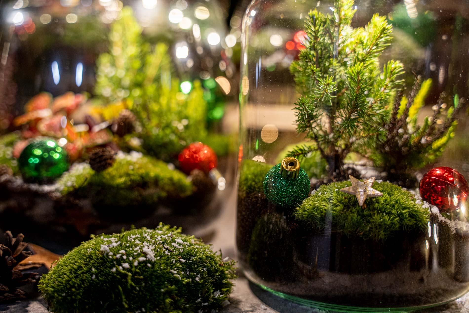 Holly Christmas terrarium - Bottle garden DIY kit - Ø 29 cm ↑ 30 (8720872025209)