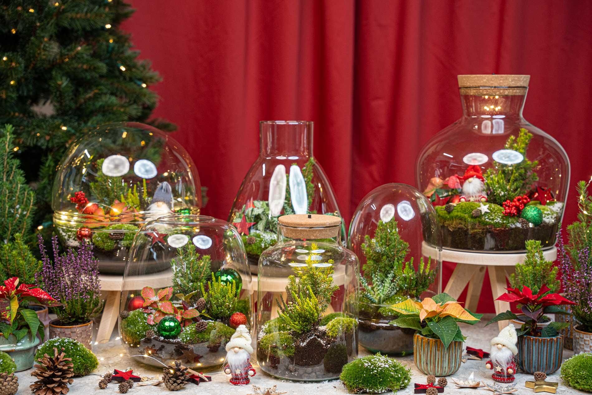 Holly Christmas terrarium - Bottle garden DIY kit - Ø 29 cm ↑ 30 (8720872025209)