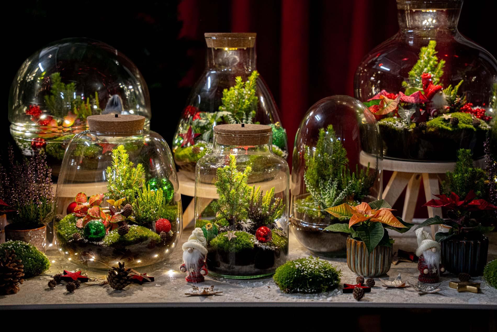 Holly Christmas terrarium - Bottle garden DIY kit - Ø 29 cm ↑ 30 (8720872025209)