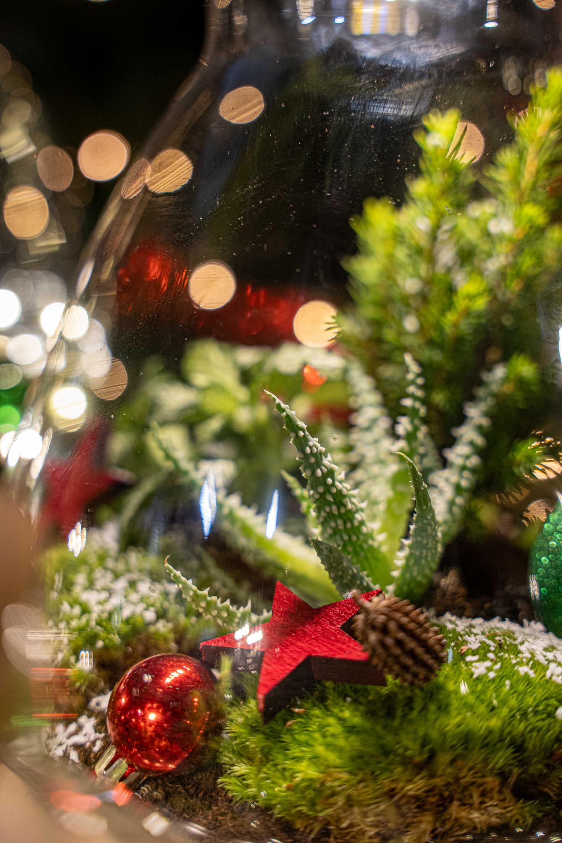 Frosty Kerstmis terrarium - Planten terrarium DIY kit Christmas - - Ø 17 cm ↑ 25 cm (8720872025223)