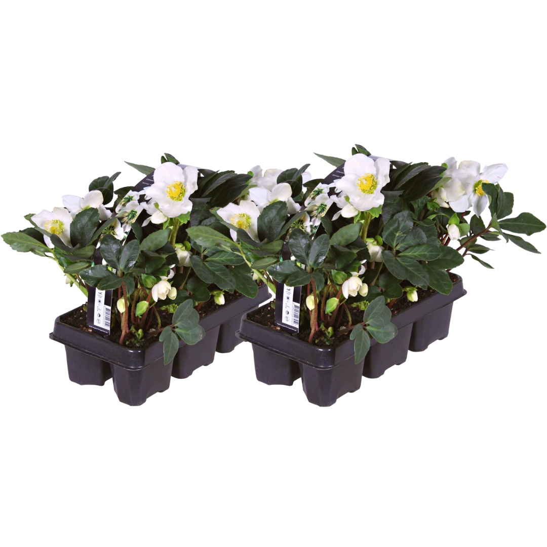Premium basics Helleborus niger ‘Christmas Carol’ – Set van 12 Kerstrozen (2 x Sixpack) (53414)
