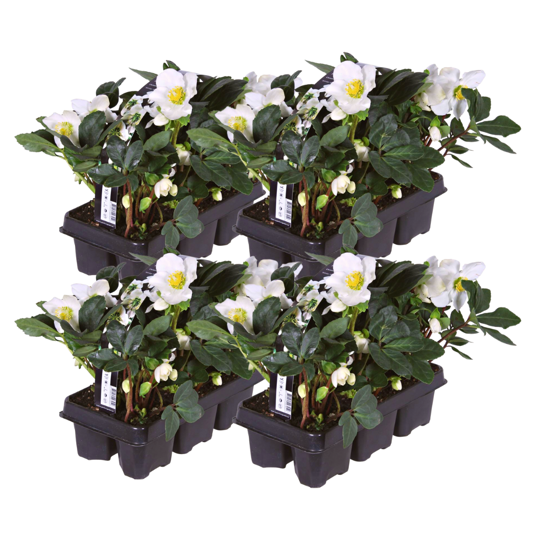 Premium basics Helleborus niger ‘Christmas Carol’ – Set van 24 Kerstrozen (4 x Sixpack) (53415)