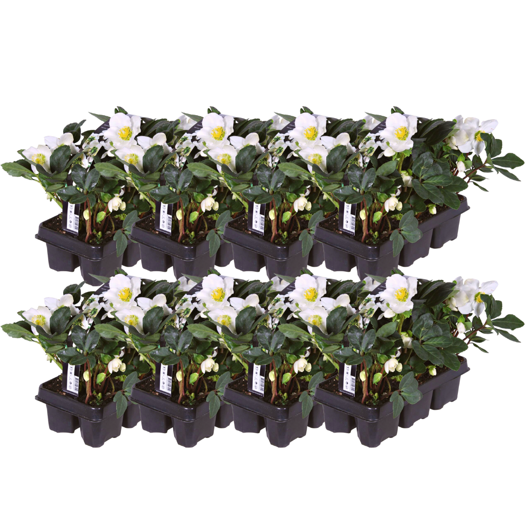 Premium basics Helleborus niger ‘Christmas Carol’ – Set van 48 Kerstrozen (8 x Sixpack) (53416)