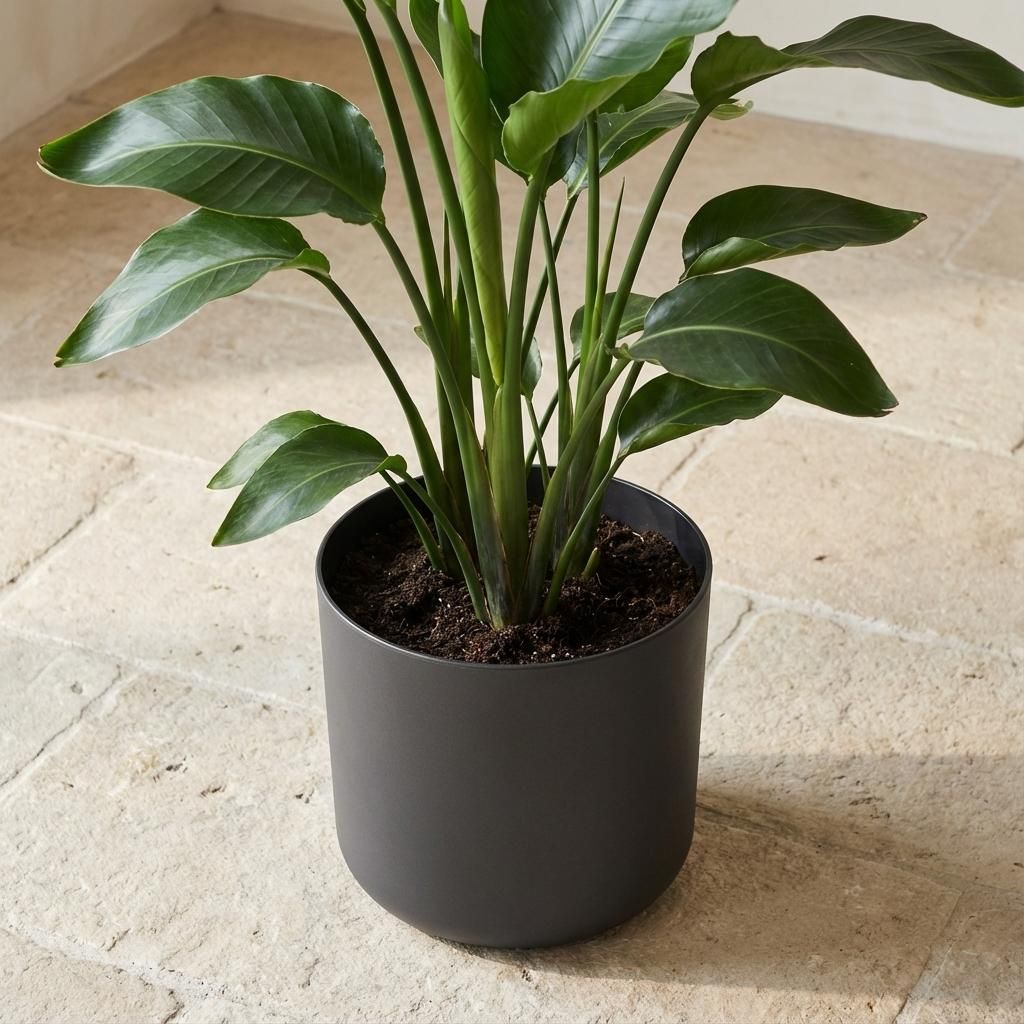 Elho B.for soft Antraciet (8711904233723)