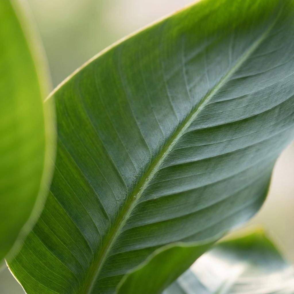 Strelitzia Nicolai met Zeegras mand naturel (43110)