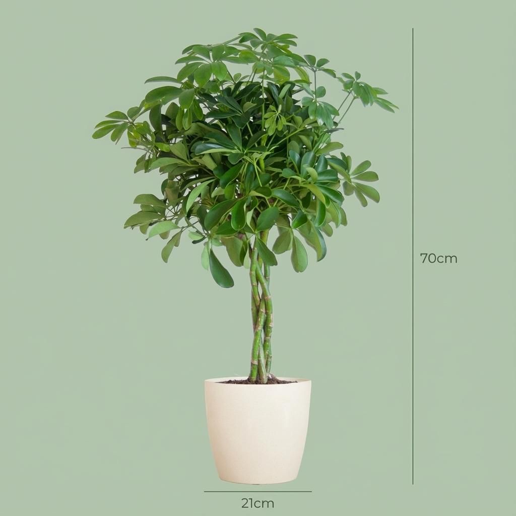 Schefflera Arab Nora met Potter wit (8721042063564)