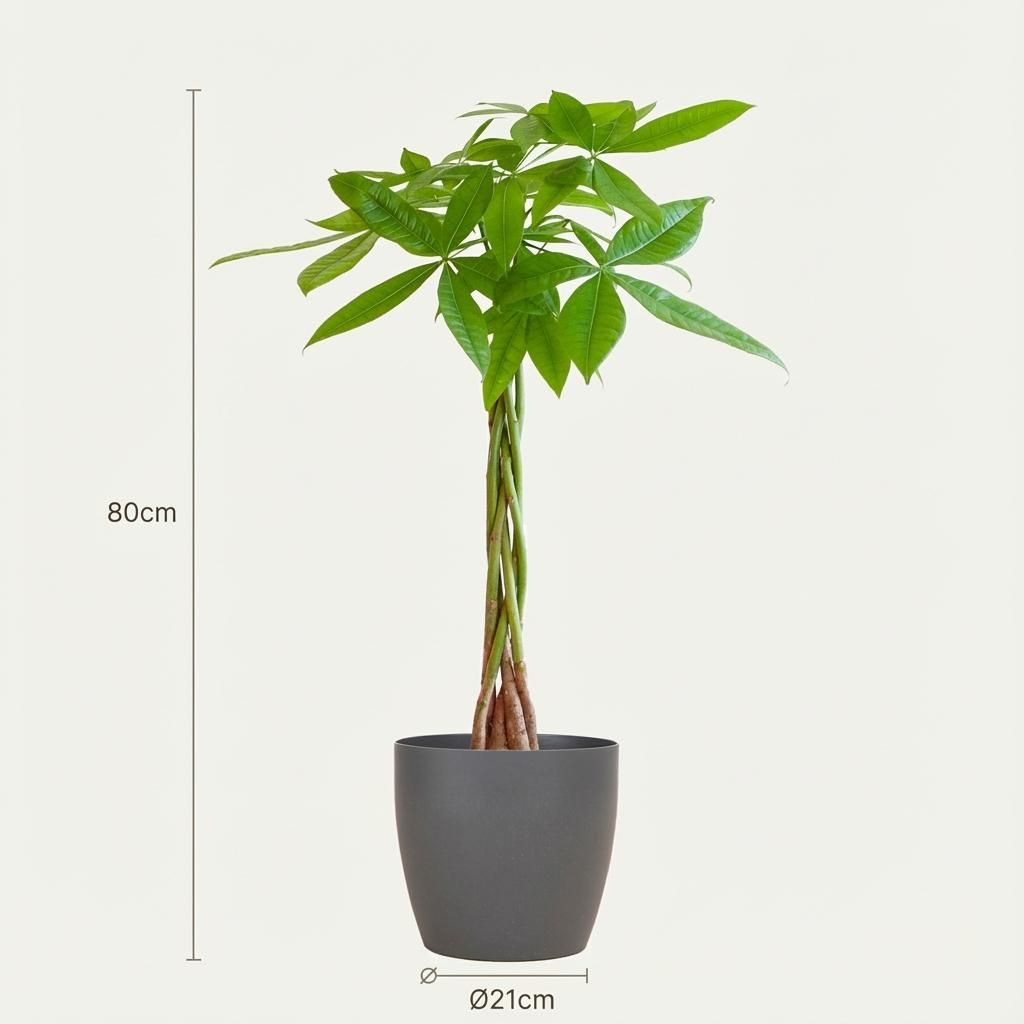 Pachira Aquatica met Potter grijs (8721042063281)