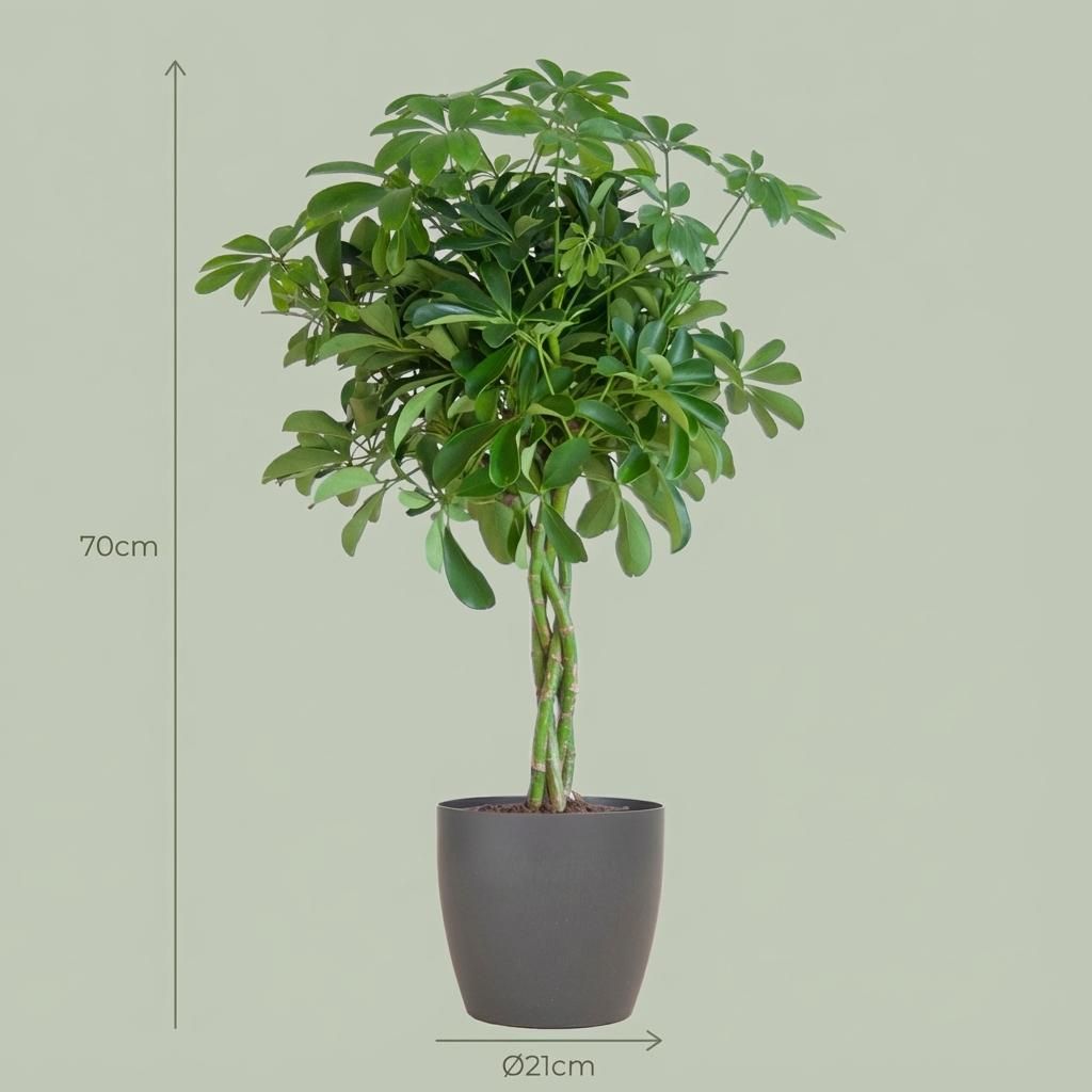 Schefflera Arab Nora met Potter grijs (8721042063571)