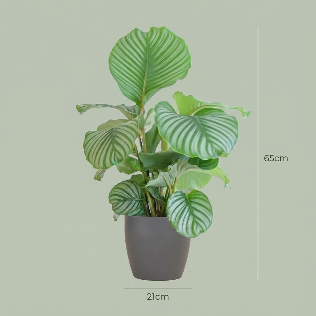 Calathea Orbifolia met Potter grijs (8721042063175)