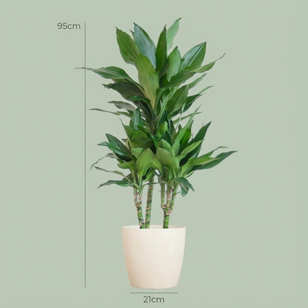 Dracaena Janet Lindt met Potter wit (8721042063212)