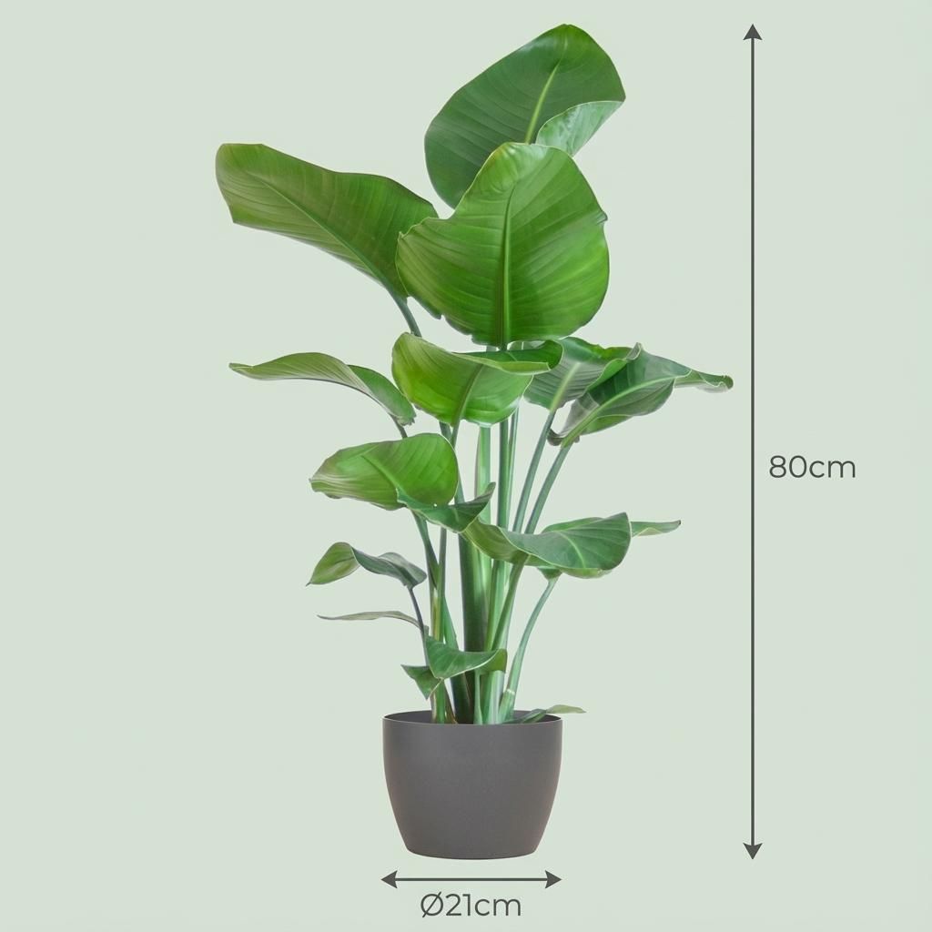 Strelitzia Nicolai met Potter pot grijs (8721042063311)