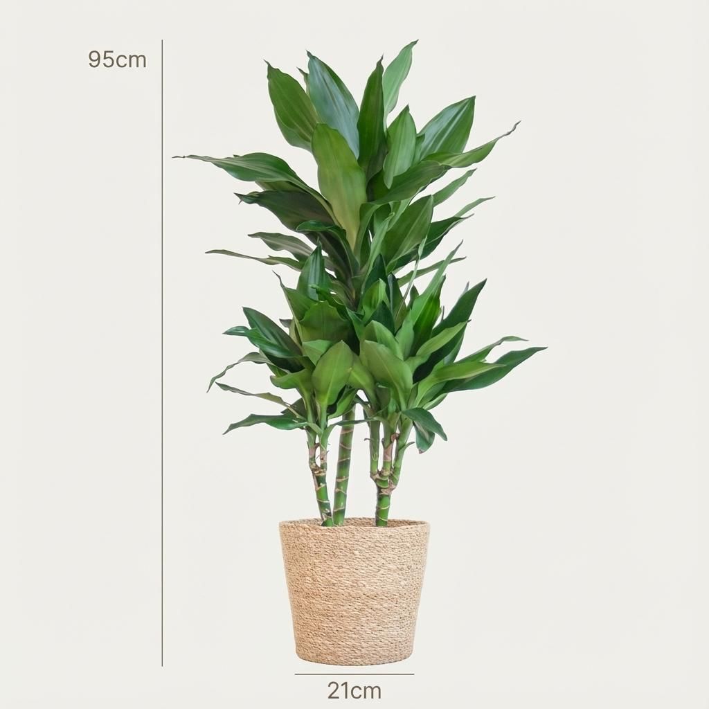Dracaena Janet Lindt met Zeegras mand naturel (8721042063236)
