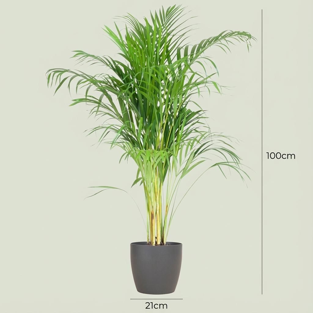 Areca Palm (Dypsis) mit Potter Grijs (8721042063090)