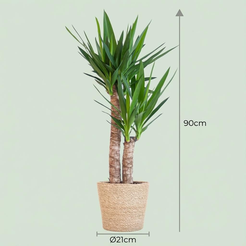 Yucca Elephantipes met Zeegras mand naturel (8721042062932)