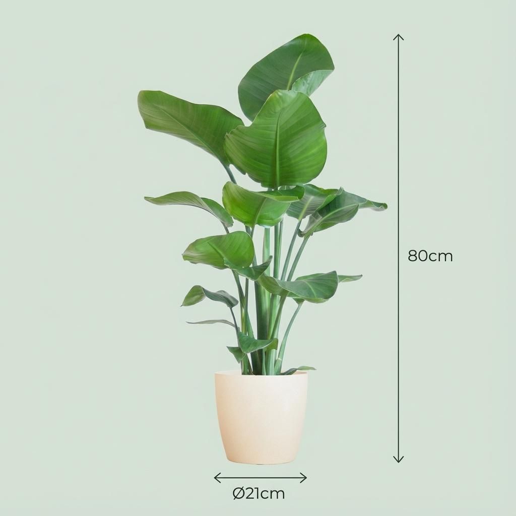 Strelitzia Nicolai met Potter pot wit (8721042063304)