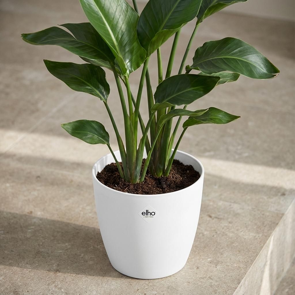 ELHO Brussels rond 25cm wit (8711904072339)