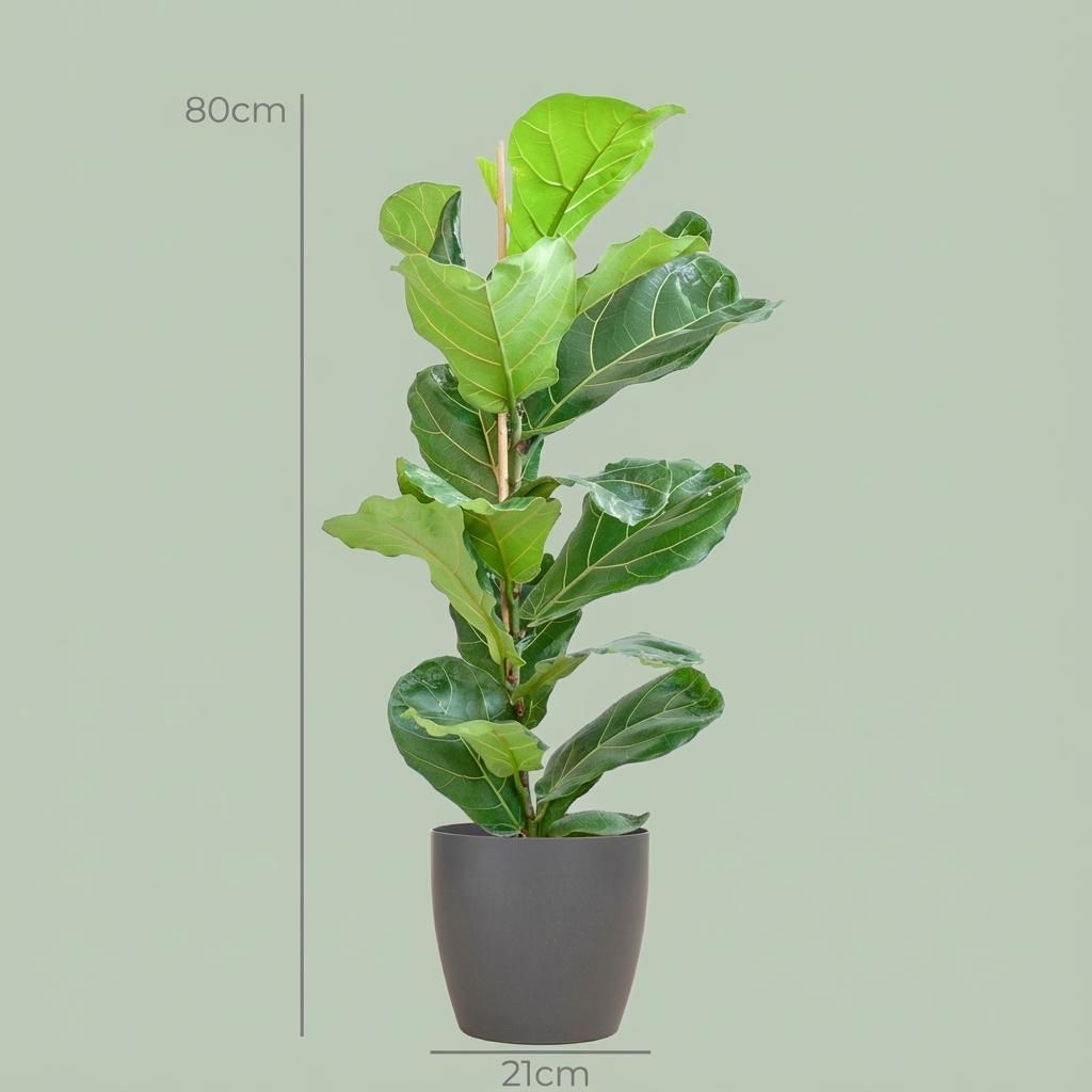Ficus Lyrata met Potter pot grijs (8721042063366)
