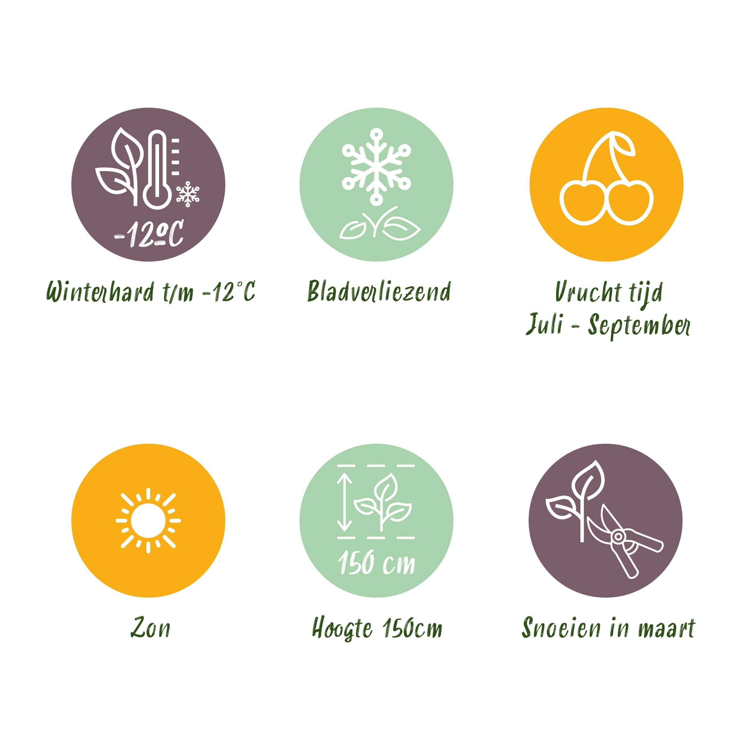 Plant op Stam - Ficus carica Brown Turkey - Terras Plant - Bladverliezend - Winterhard - Groene Vrucht - Pot 19cm Hoogte 90cm (8720872544007)