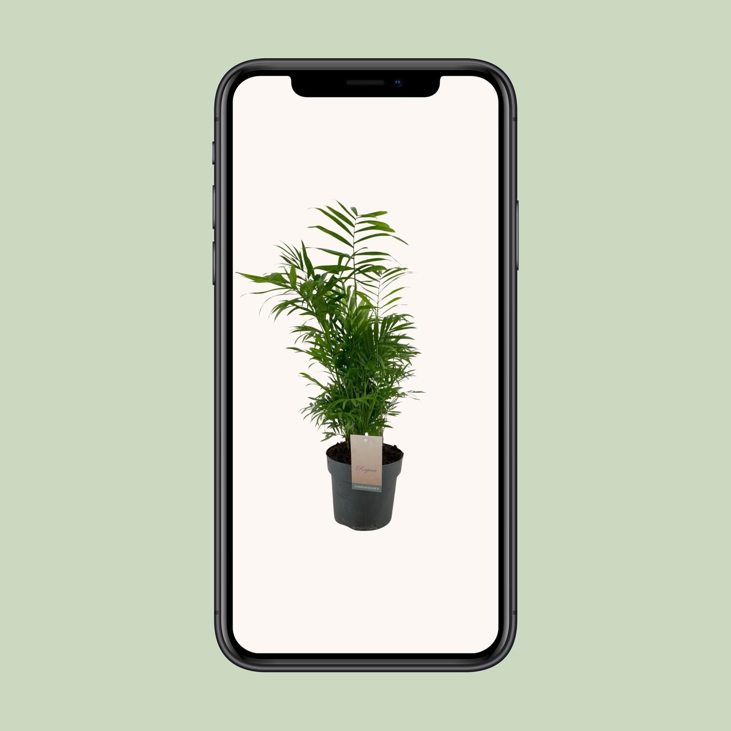 Chamaedorea Elegans (12287)