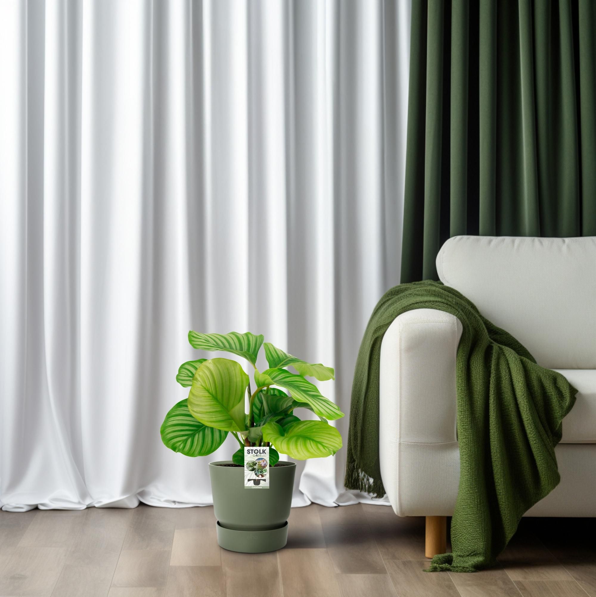 Calathea Orbifolia (8720634287296)