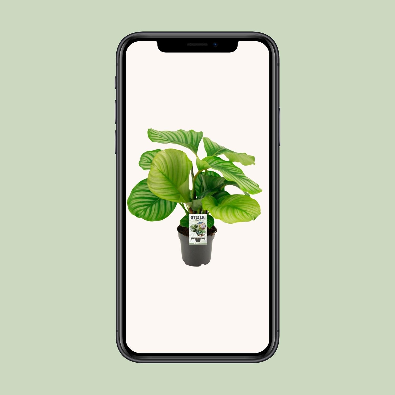 Calathea Orbifolia (8720634287296)