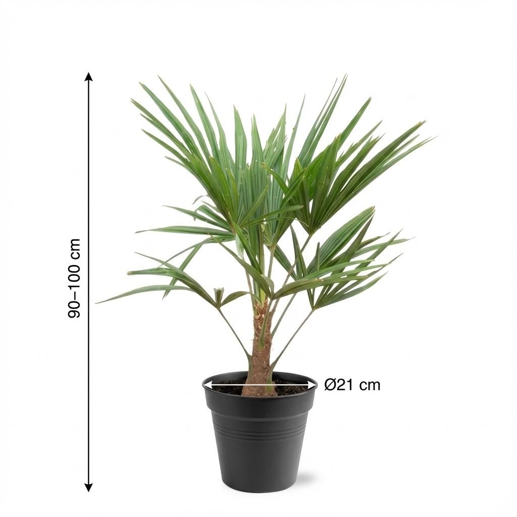 Trachycarpus Fortunei - 90-100cm - Ø21 (8721055694182)