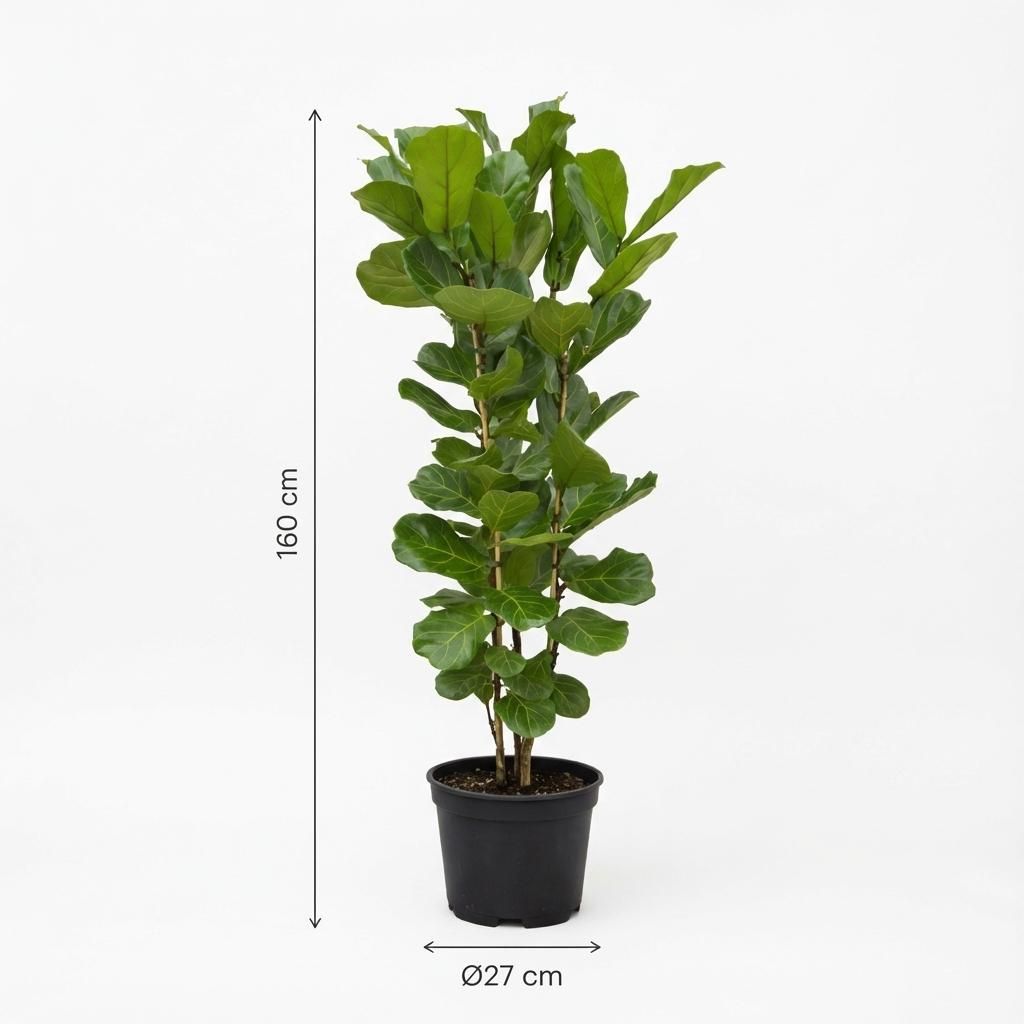Ficus Lyrata struik - 160 cm - Ø27 (8721055697190)