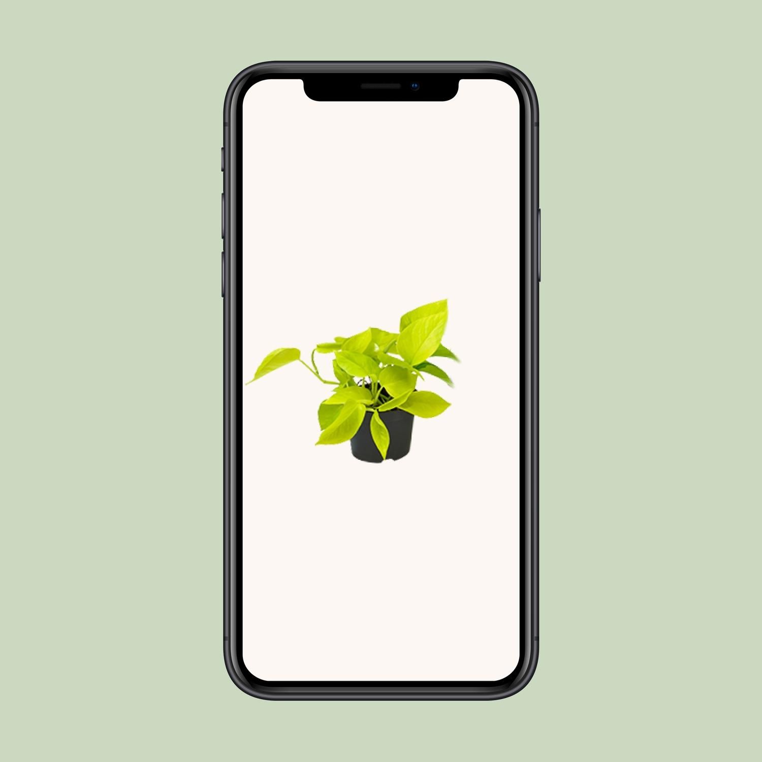 Epipremnum Golden Pothos - Scindapsus - PROMO - Ø12 (8720634284486)