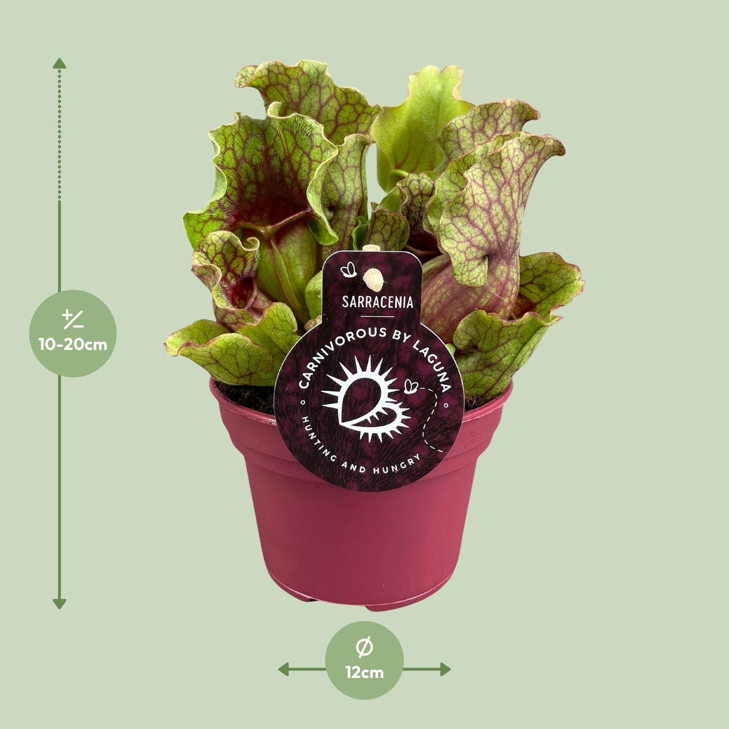 Sarracenia - Ø12 ↕20 (13938)